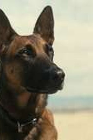 Fallout Season 1 Episode 7 - Poster